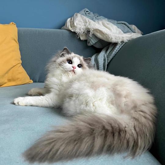 chat Ragdoll blue bicolor Queen Elizabeth Dolce Dolls 🇵🇱 Chatterie des Nuits d'Or