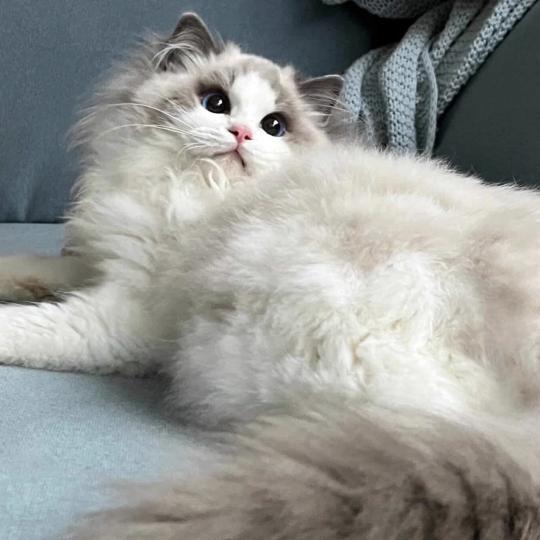 chat Ragdoll blue bicolor Queen Elizabeth Dolce Dolls 🇵🇱 Chatterie des Nuits d'Or
