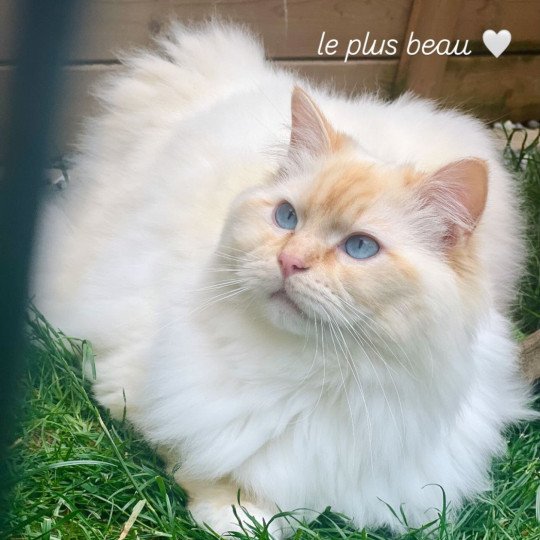 VISERYS ROSABELLA Mâle Ragdoll