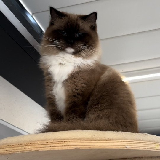 chat Ragdoll seal mink mitted Vénus Précious Castle Chatterie des Nuits d'Or