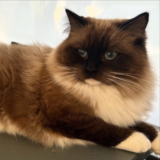 chat Ragdoll seal mink mitted Vénus Précious Castle Chatterie des Nuits d'Or