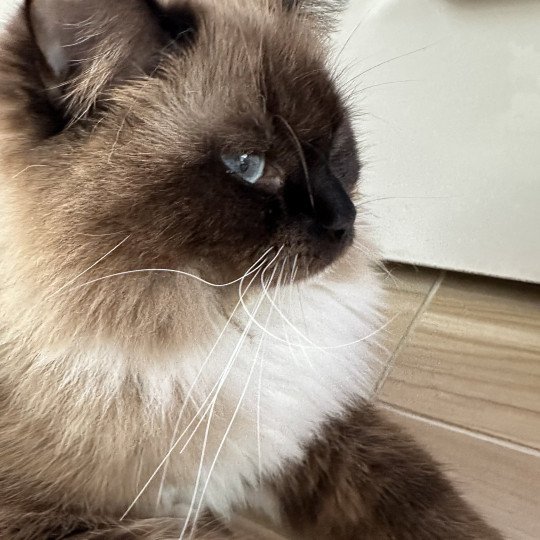 chat Ragdoll seal mink mitted Vénus Précious Castle Chatterie des Nuits d'Or