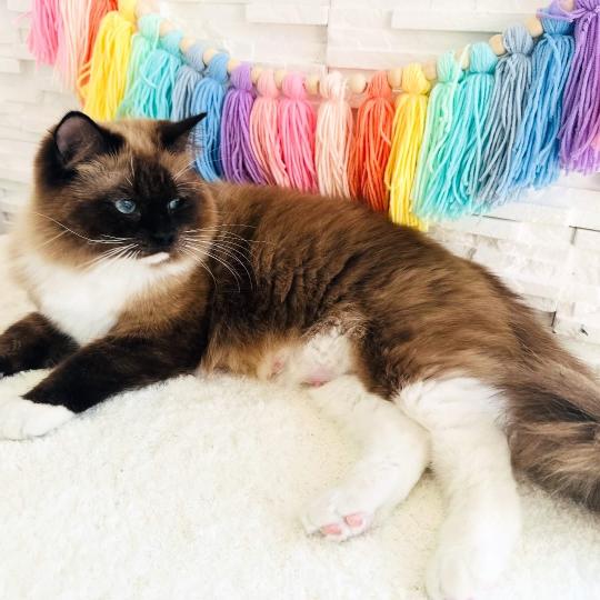 Vénus of Précious Castle 🇦🇹 Femelle Ragdoll