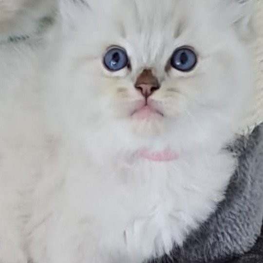 chat Ragdoll blue tabby point mitted Yumi Chatterie des Nuits d'Or