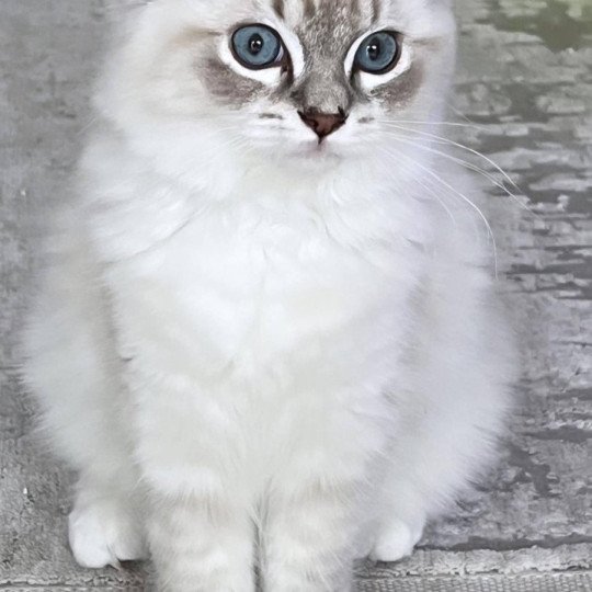 chat Ragdoll blue tabby point mitted Yumi Chatterie des Nuits d'Or