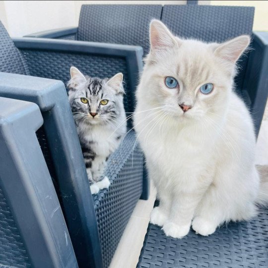 chat Ragdoll blue tabby point mitted Yumi Chatterie des Nuits d'Or