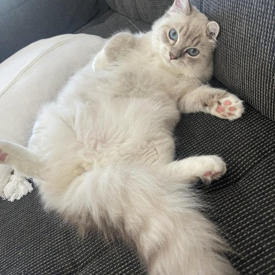 chat Ragdoll blue tabby point mitted Yumi Chatterie des Nuits d'Or