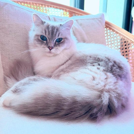 chat Ragdoll blue tabby point mitted Yumi Chatterie des Nuits d'Or