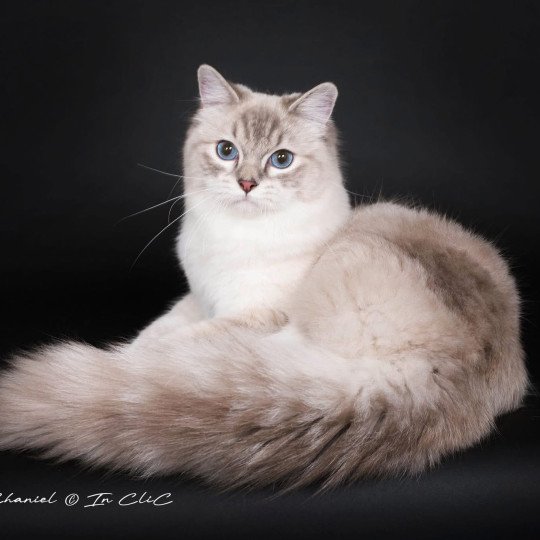 Yumi Femelle Ragdoll
