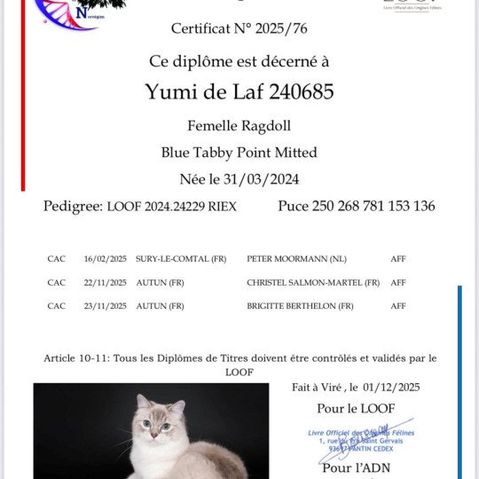 chat Ragdoll blue tabby point mitted Yumi de Laf Chatterie des Nuits d'Or