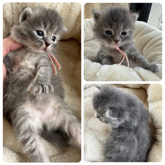 chaton Sibérien blue tortie tabby & blanc Abby Chatterie des Nuits d'Or