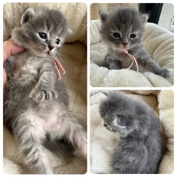 chaton Sibérien blue tortie tabby & blanc Abby Chatterie des Nuits d'Or