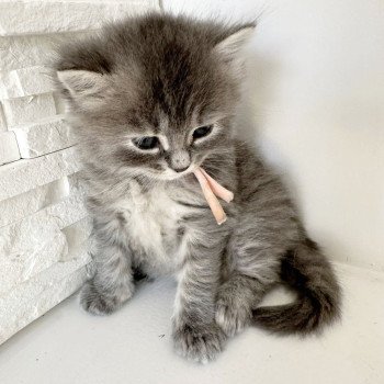 chaton Sibérien blue tortie tabby Abby Chatterie des Nuits d'Or
