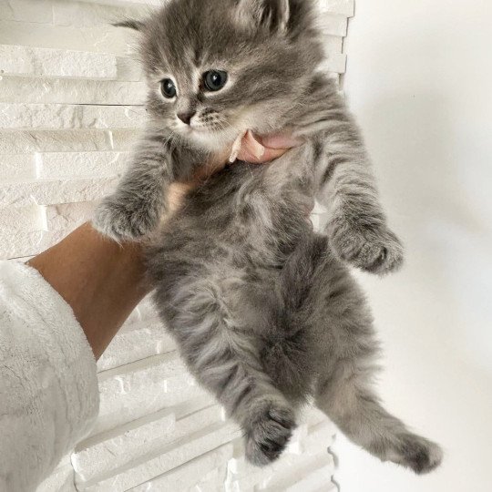 chaton Sibérien blue tortie tabby Abby Chatterie des Nuits d'Or