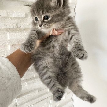 chaton Sibérien blue tortie tabby Abby Chatterie des Nuits d'Or