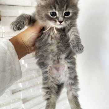 chaton Sibérien blue tortie tabby Abby Chatterie des Nuits d'Or