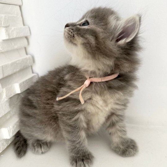 chaton Sibérien blue tortie tabby Abby Chatterie des Nuits d'Or