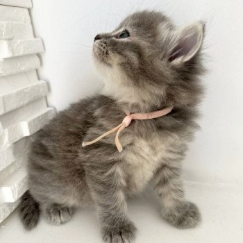 chaton Sibérien blue tortie tabby Abby Chatterie des Nuits d'Or