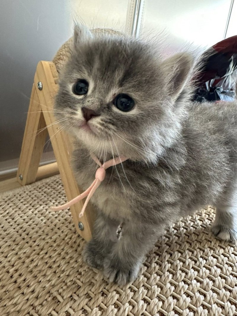 Abby Femelle Sibérien