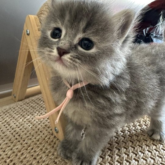 Abby Femelle Sibérien