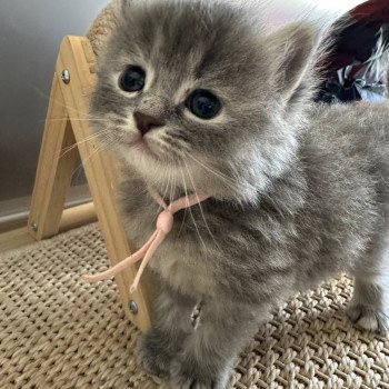 chaton Sibérien blue tortie tabby Abby Chatterie des Nuits d'Or