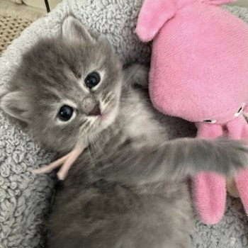 chaton Sibérien blue tortie tabby Abby Chatterie des Nuits d'Or