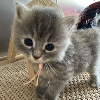 chaton Sibérien blue tortie tabby Abby Chatterie des Nuits d'Or