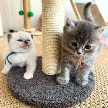 chaton Sibérien blue tortie tabby Abby Chatterie des Nuits d'Or