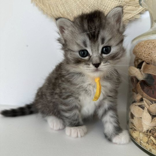 chaton Sibérien black silver mackerel tabby & blanc Alpha Chatterie des Nuits d'Or