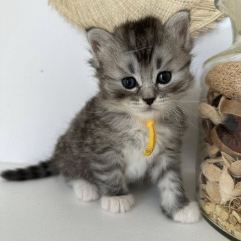 chaton Sibérien black silver mackerel tabby & blanc Alpha Chatterie des Nuits d'Or