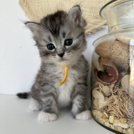 chaton Sibérien black silver mackerel tabby & blanc Alpha Chatterie des Nuits d'Or