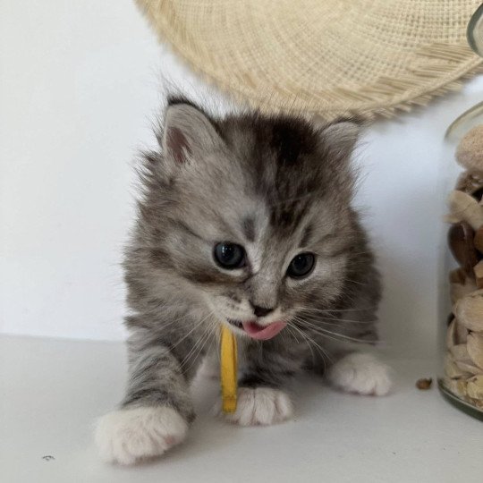 chaton Sibérien black silver mackerel tabby & blanc Alpha Chatterie des Nuits d'Or
