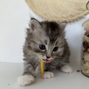 chaton Sibérien black silver mackerel tabby & blanc Alpha Chatterie des Nuits d'Or