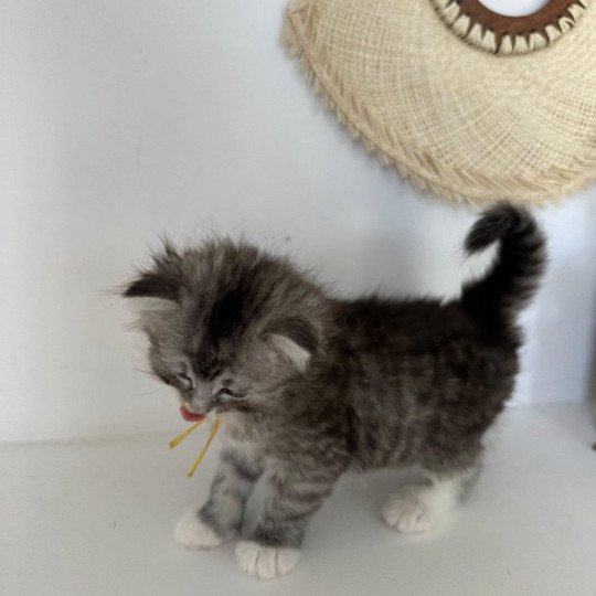 chaton Sibérien black silver mackerel tabby & blanc Alpha Chatterie des Nuits d'Or