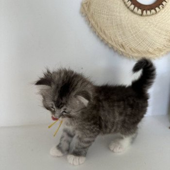 chaton Sibérien black silver mackerel tabby & blanc Alpha Chatterie des Nuits d'Or