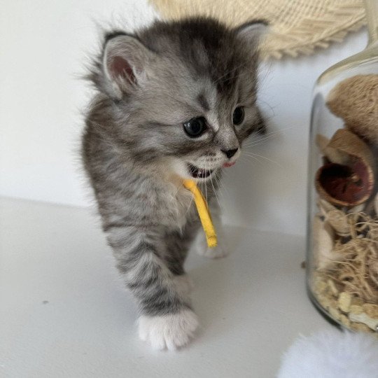 chaton Sibérien black silver mackerel tabby & blanc Alpha Chatterie des Nuits d'Or