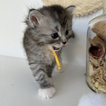chaton Sibérien black silver mackerel tabby & blanc Alpha Chatterie des Nuits d'Or