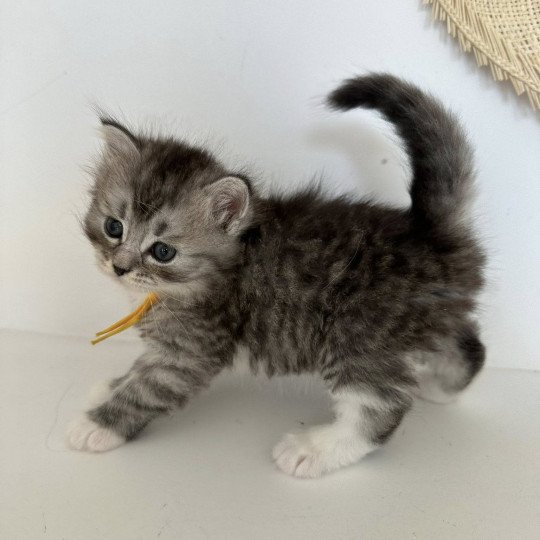 chaton Sibérien black silver mackerel tabby & blanc Alpha Chatterie des Nuits d'Or