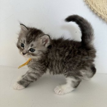 chaton Sibérien black silver mackerel tabby & blanc Alpha Chatterie des Nuits d'Or
