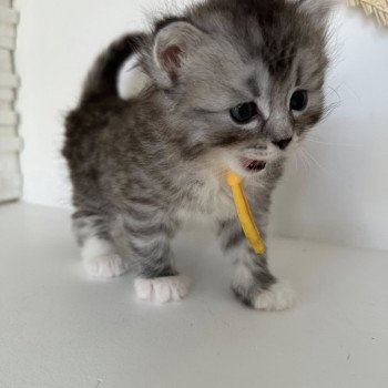 chaton Sibérien black silver mackerel tabby & blanc Alpha Chatterie des Nuits d'Or