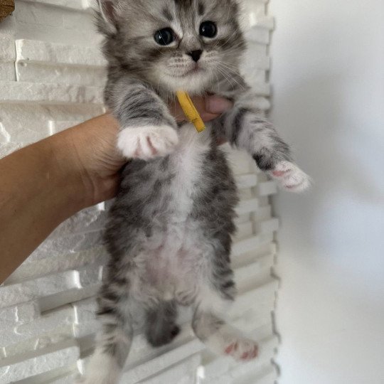 chaton Sibérien black silver mackerel tabby & blanc Alpha Chatterie des Nuits d'Or