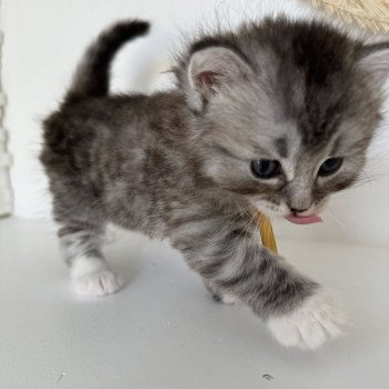 chaton Sibérien black silver mackerel tabby & blanc Alpha Chatterie des Nuits d'Or