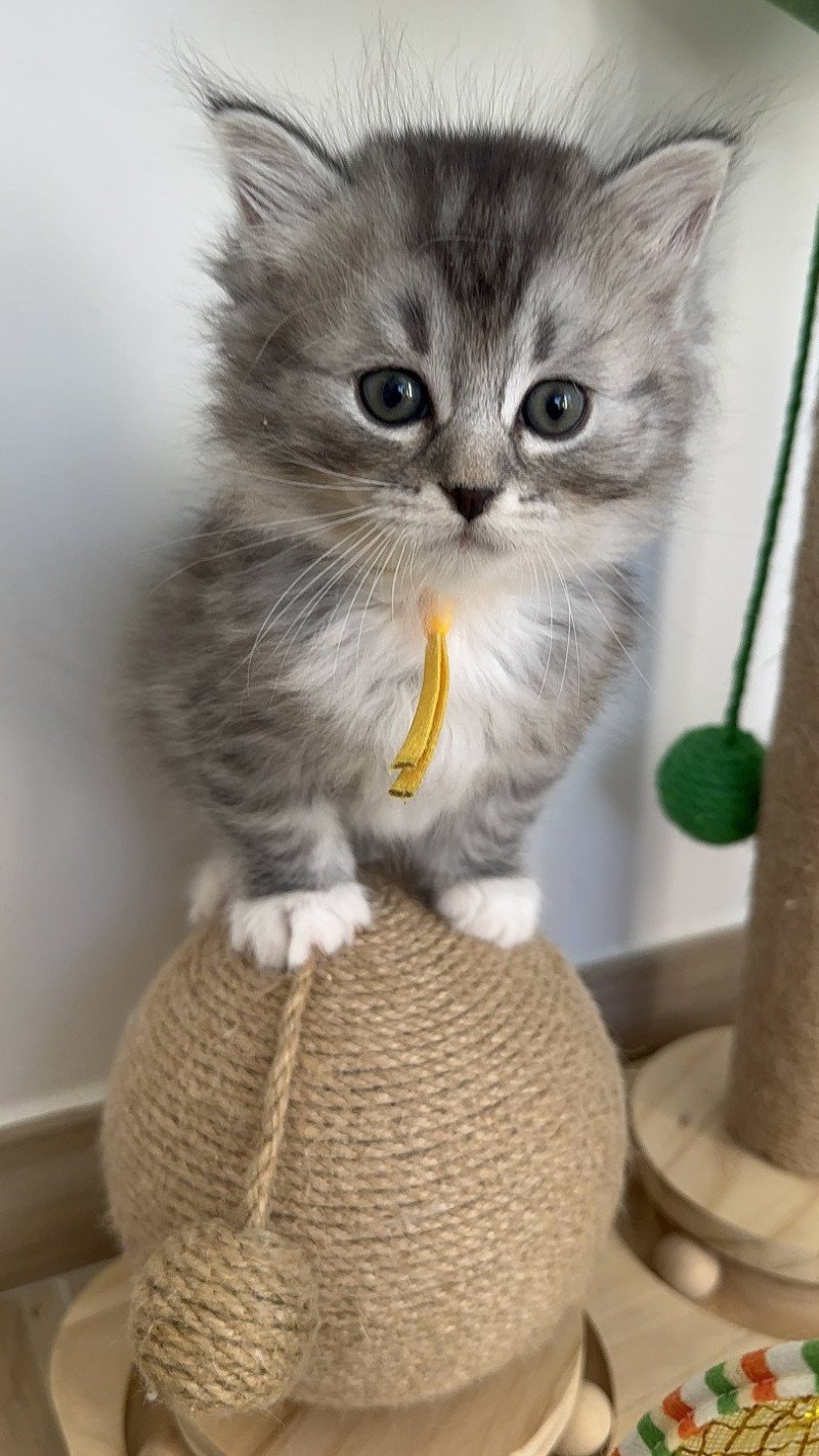 Arlo Mâle Sibérien