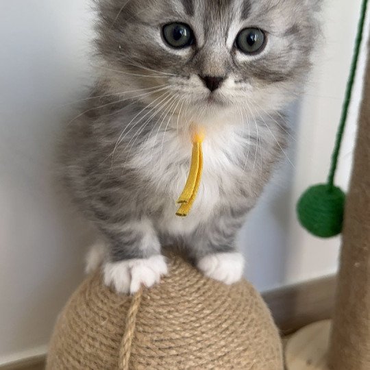 Arlo Mâle Sibérien