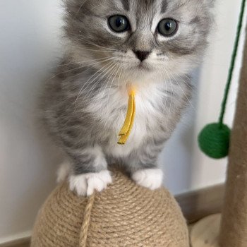 chaton Sibérien black silver mackerel tabby & blanc Alpha Chatterie des Nuits d'Or