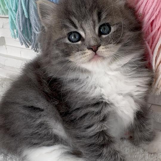 chaton Sibérien blue spotted tabby bicolor Bingo Chatterie des Nuits d'Or