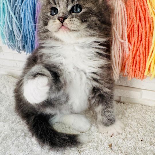 chaton Sibérien blue spotted tabby bicolor Bingo Chatterie des Nuits d'Or