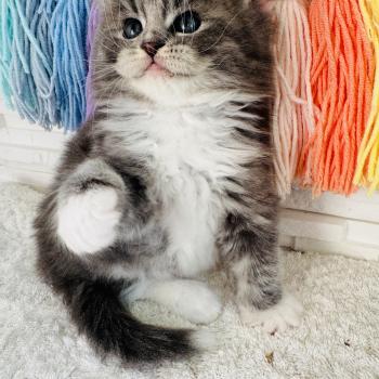 chaton Sibérien blue spotted tabby bicolor Bingo Chatterie des Nuits d'Or