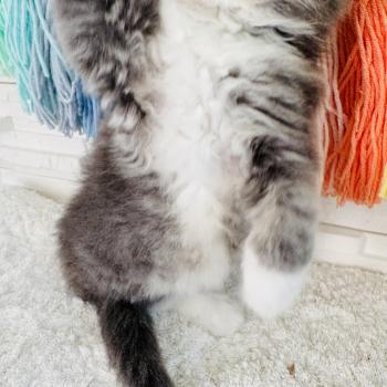 chaton Sibérien blue spotted tabby bicolor Bingo Chatterie des Nuits d'Or