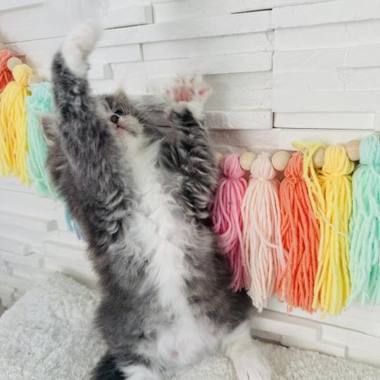 chaton Sibérien blue spotted tabby bicolor Bingo Chatterie des Nuits d'Or